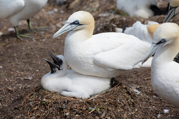 Northern gannet at Saltee Island, Ireland