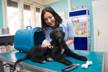 Woman veterinarian examining dog at the veterinary clinic