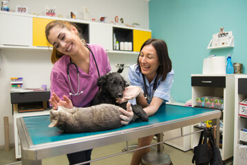 Women veterinarians examining dog and cat in veterinary clinic - 531128136