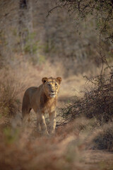 Sub Adult Male Lion