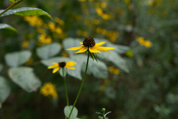 Black-Eyed Susan