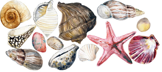 Watercolor seashell collection, border, 450 dpi png transparent background , isolated elements, beach summer wedding invitations graphic elements     
