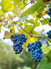 Dark grapes hanging from the vines inside the vineyard with the reflection of the sun at dusk.