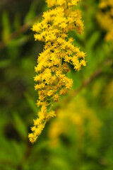 Canadian goldenrod, Solidago canadensis