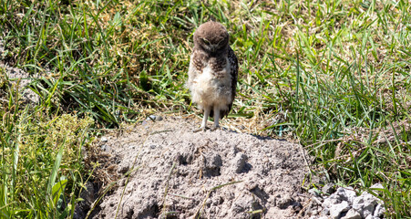 Photograph of a Burrowing owl.