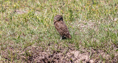 Photograph of a Burrowing owl.	