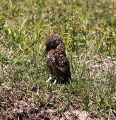 Photograph of a Burrowing owl. The bird was found on the beach of Capão da Canoa, in Rio Grande do Sul, Brazil.	