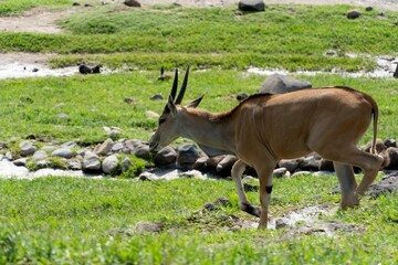 Tragelaphus oryx antelope walking on the green grass on a sunny day