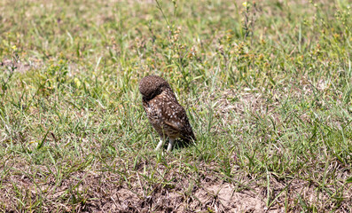 Photograph of a Burrowing owl.