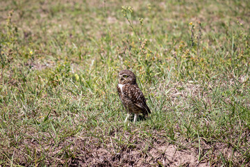 Photograph of a Burrowing owl. The bird was found on the beach of Capão da Canoa, in Rio Grande do Sul, Brazil.	