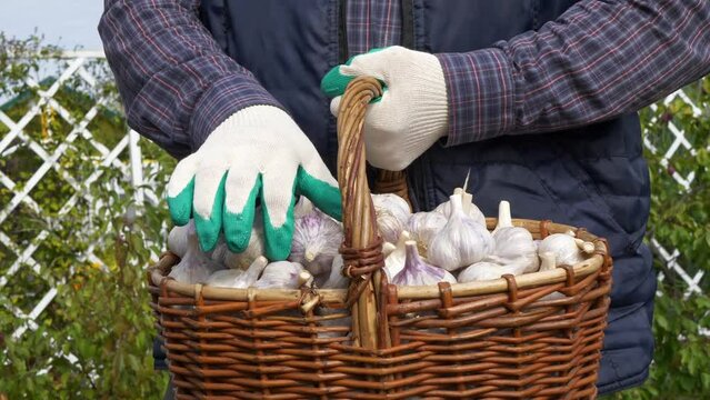 A male gardener shows a harvest of garlic in a basket. Natural food.