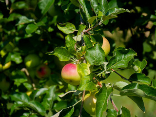 Apfel hängend an einem Apfelbaum