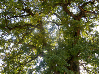 Baumkrone eines schönen Baumes im Sommer