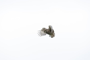 Little owl in flight. High-key