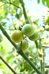 closeup the bunch green ripe tomato growing with plant in the farm soft focus natural green brown background.