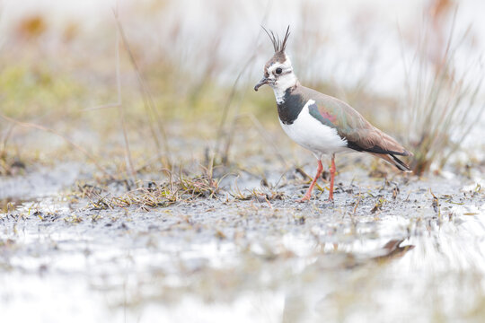 Northern lapwing, Kievit, Vanellus vanellus