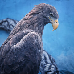 Eagle in the zoo on a branch. Wild animal in the zoo.