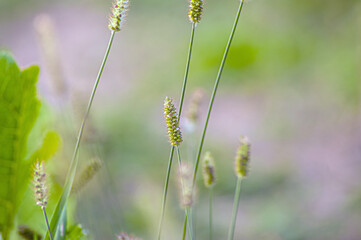Macro close up of fresh ears of young green wheat in spring field. Agriculture scene.