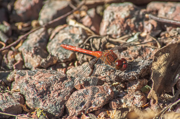 Dragonfly. Beautiful dragonfly in the nature habitat. The dragonfly is hunting. Macro shots of a dragonfly.