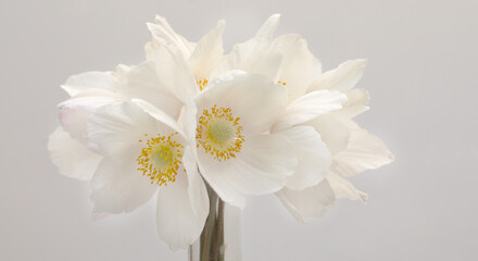 A bouquet of white narcissus flowers on a white background.