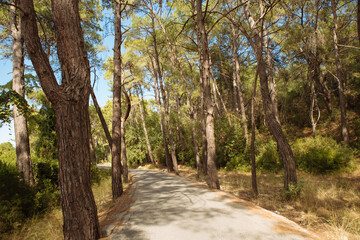 Fototapeta na wymiar Empty road along trees in forest