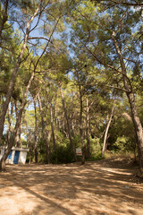 coniferous trees in the children's park