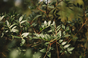 Close-up of fresh green leaves in the forest