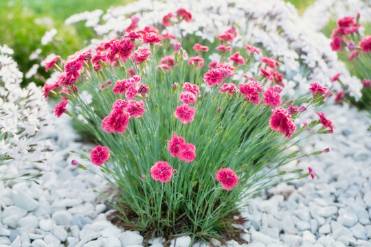 Pink carnations on the flowerbed are covered with white marble crumbs.