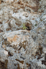 Close-up of rock with growing green plant 