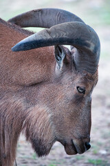 Head and horns of a wild goat close-up.