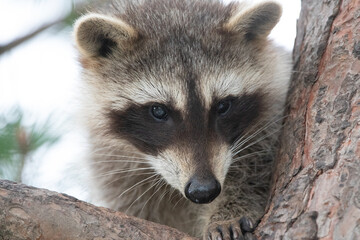 raccoon sits on a tree branch. Close-up, selective focus.