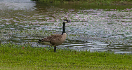 Goose at the pond after a swim