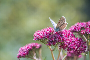Butterfly on pink sedum flower
