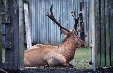 A male red deer, lives in a zoo. In wooden fences.