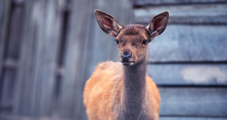 A young female red deer in the zoo. Large park