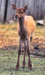 A young female red deer in the zoo. Large park