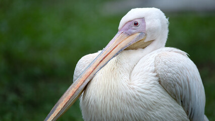 Big white pelican on the background of green grass, close-up, selective focus.