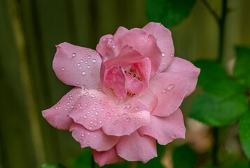 pink rose flower after rain shower