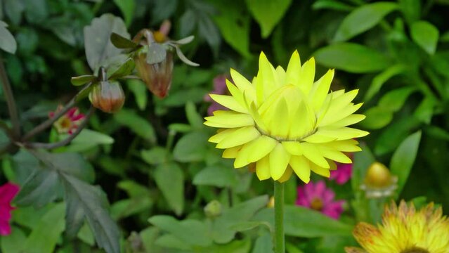 Xerochrysum bracteatum, commonly known as the golden everlasting or strawflower, is a flowering plant in the family Asteraceae native to Australia.