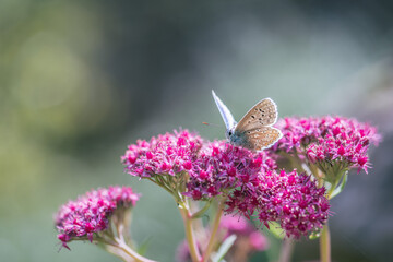 Butterfly on pink sedum flower
