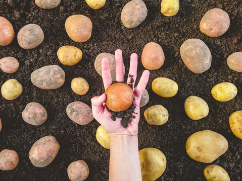 A hand holds a potato on the background of many scattered raw potatoes