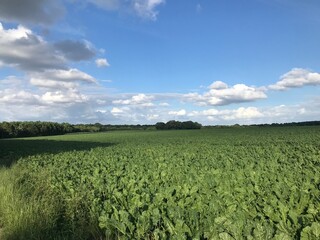 Champ à la campagne