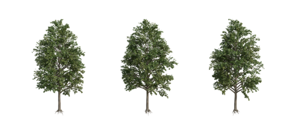 tree isolated on transparent background , tree 3d render