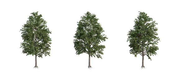 Meubelstickers tree isolated on transparent background , tree 3d render © background photo