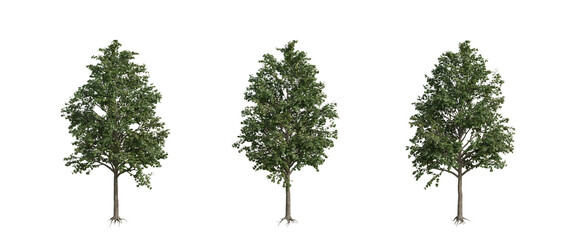 Fototapeta premium tree isolated on transparent background , tree 3d render