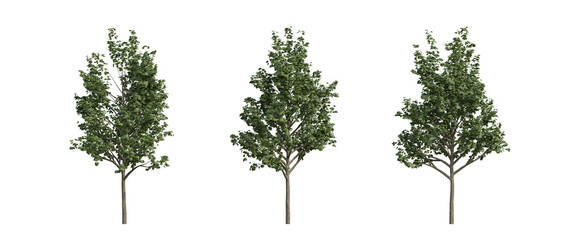 Fototapeta premium tree isolated on transparent background , tree 3d render