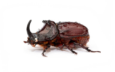 Rhinoceros beetle isolated on white background. Beautiful insect.