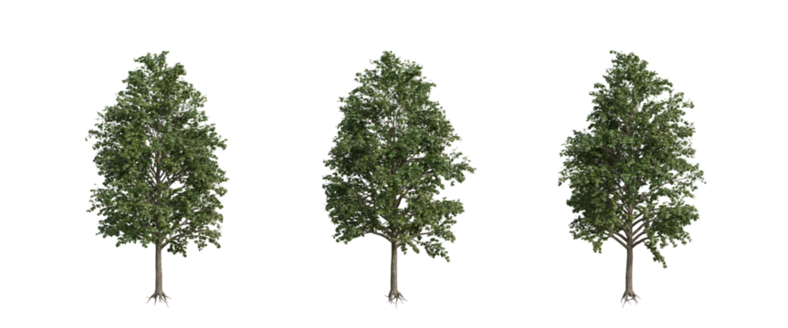 tree isolated on transparent background , tree 3d render