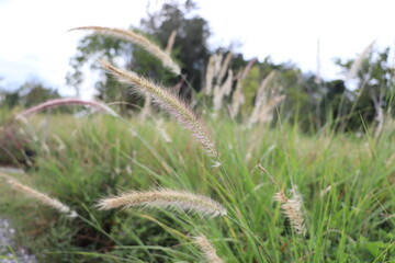 grass in the wind