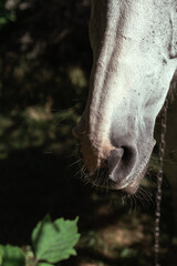 Naklejka premium Muzzle of a white horse. Horse nose.